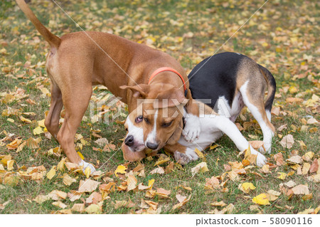 Beagle puppy, american staffordshire terrier puppy 58090116