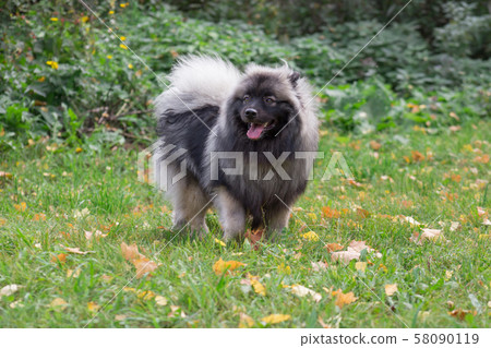 Cute deutscher wolfspitz is standing on the green Cute deutscher wolfspitz is standing on the green 58090119