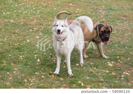 Cute siberian husky and bullmastiff puppy. 58090120