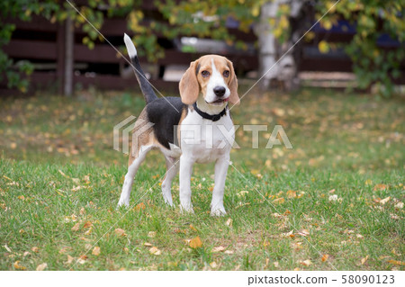 Cute beagle puppy is looking at the camera. 58090123