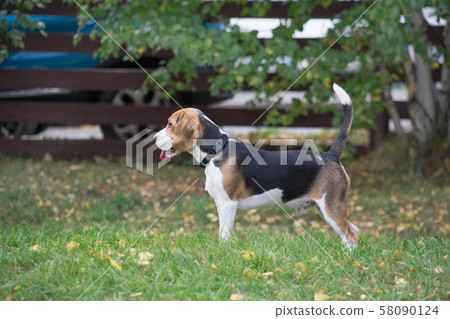 Cute beagle puppy is standing on the green grass. Cute beagle puppy is standing on the green grass. 58090124