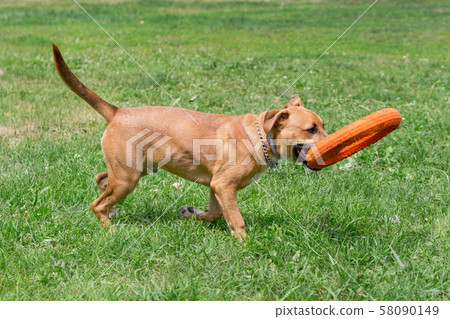 American pit bull terrier puppy with doggie ring. 58090149