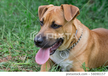 American pit bull terrier puppy on a green grass. 58090157