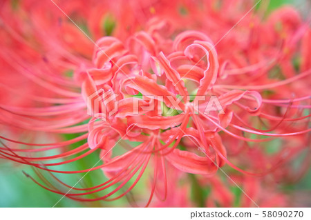 A photo of a cluster amaryllis in early autumn. 58090270