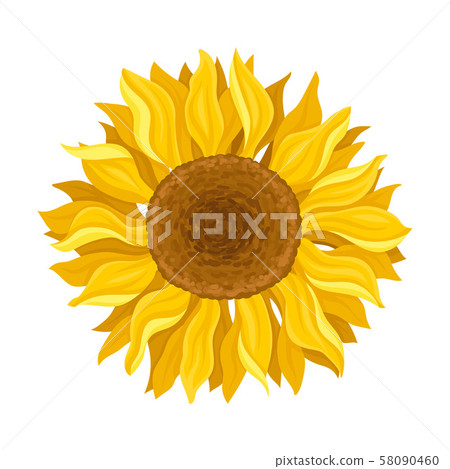 The Blooming Sunflower In The Round Centered Composition Vector Illustration 58090460