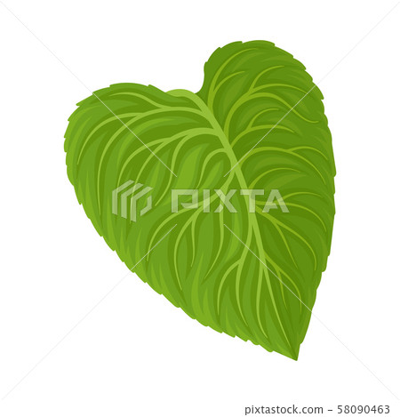 The Big Green Sunflower Leave With Streaks Vector Illustration The Big Green Sunflower Leave With Streaks Vector Illustration 58090463