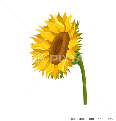 The Sunflower WIth Leftward FLower On Green Stem Vector Illustration The Sunflower WIth Leftward FLower On Green Stem Vector Illustration 58090469