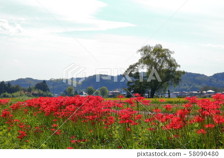 Fall of willow 58090480