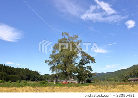 Autumn traveling willow 58090481