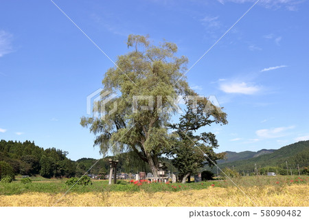 Autumn traveling willow Autumn traveling willow 58090482