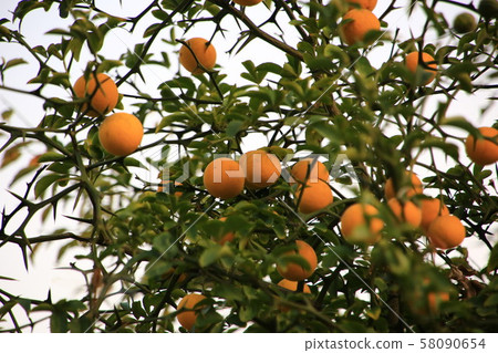 Seongbuk-gu, Jeongneung-dong, Alleyway Seongbuk-gu, Jeongneung-dong, Alleyway 58090654