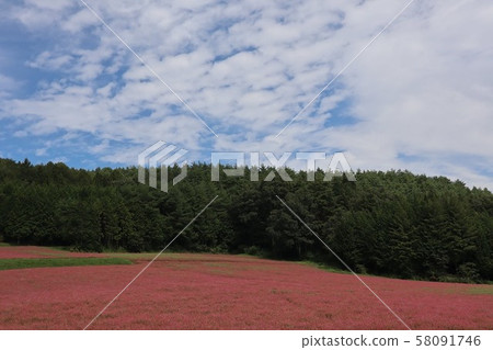 Red flower flowers Red flower flowers 58091746