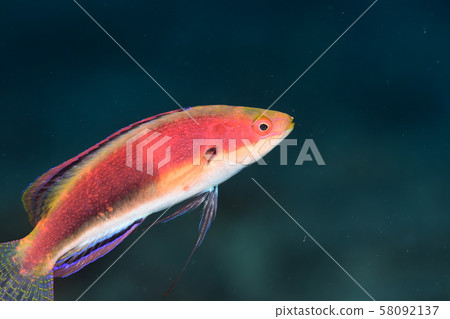 Itohivera's companions 58092137