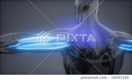triceps - Visible muscle anatomy map triceps - Visible muscle anatomy map 58092590