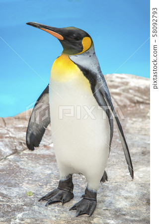King penguin 58092793