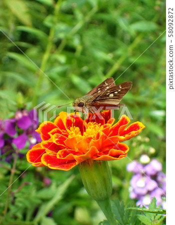 Flowers and insects Flowers and insects 58092872