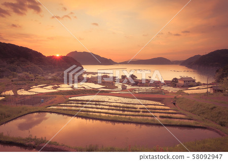 福井縣高橋町清晨的水稻梯田 58092947