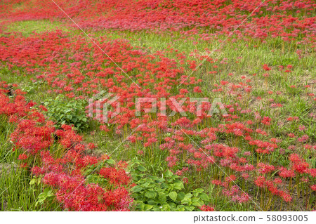 Cluster amaryllis 58093005