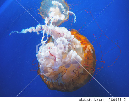 Beautiful translucent pink jellyfish 58093142
