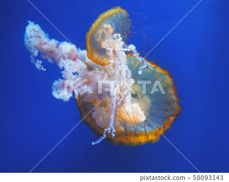 Beautiful translucent pink jellyfish 58093143