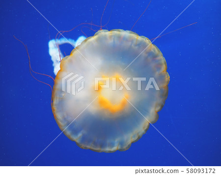 Beautiful translucent pink jellyfish Beautiful translucent pink jellyfish 58093172