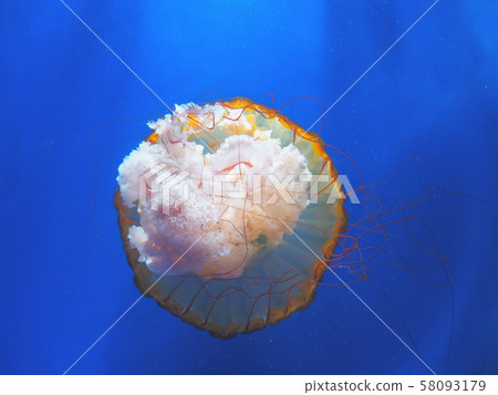 Beautiful translucent pink jellyfish Beautiful translucent pink jellyfish 58093179