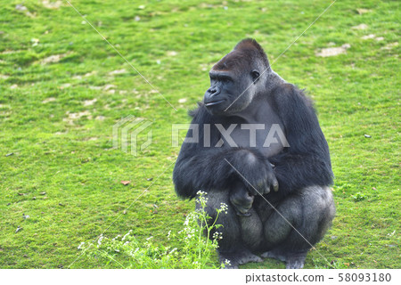 Adult gorilla in green grass 58093180
