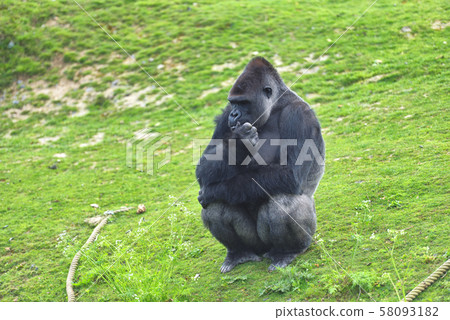 Adult gorilla in green grass Adult gorilla in green grass 58093182