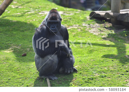 Adult gorilla in green grass 58093184