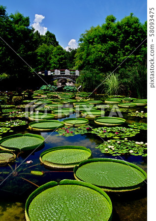 草津水生植物公園的大嘴鱸魚 58093475
