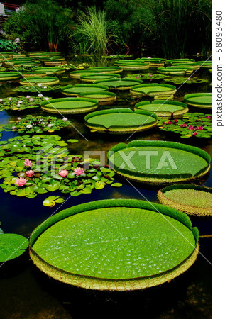 草津水生植物公園的大嘴鱸魚 草津水生植物公園的大嘴鱸魚 58093480