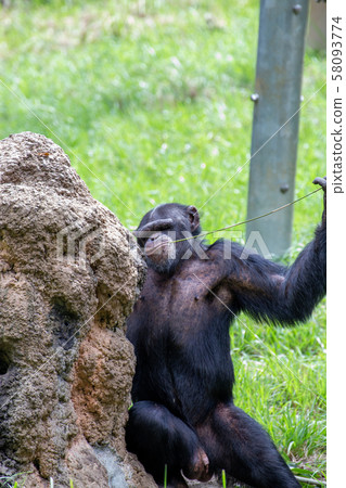 Chimpanzee licking hard honey 58093774