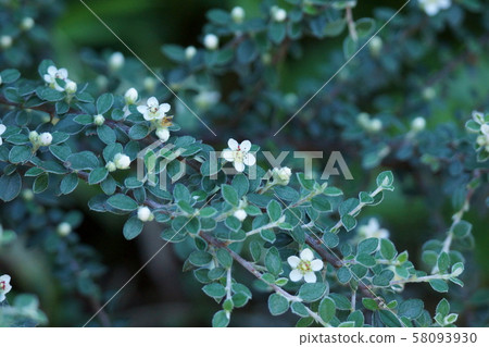 Cotoneaster Hana language is "Unchanging love" 58093930