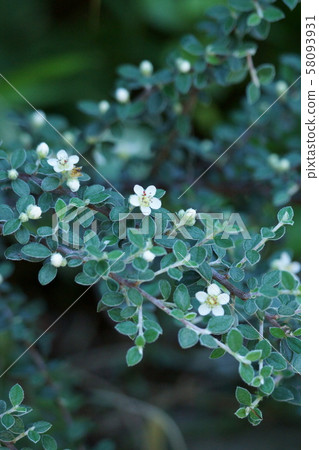 Cotoneaster Hana language is "Unchanging love" 58093931