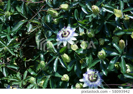 Watch grass flower language is "believing heart" Watch grass flower language is "believing heart" 58093942