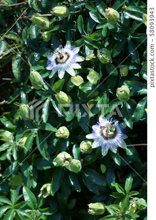 Watch grass flower language is "believing heart" Watch grass flower language is "believing heart" 58093943