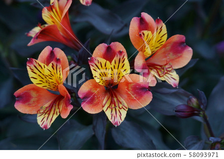 Lily Narcissus Alstroemeria Flower language is "exotic" 58093971