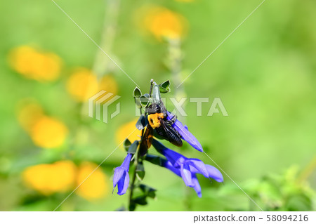 Carpenter bee Carpenter bee 58094216