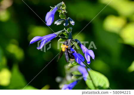 Carpenter bee Carpenter bee 58094221