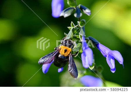 Carpenter bee Carpenter bee 58094225