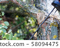Chainsaw blade cutting log of wood. Close-up of 58094475