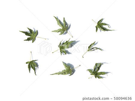 Dry maple leaf 58094636