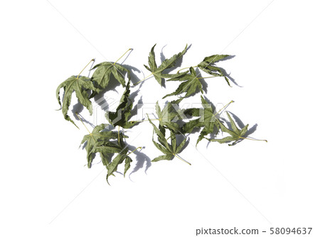 幹楓葉 幹楓葉 58094637