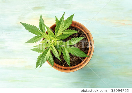Growing cannabis. A female marijuana plant in a pot, shot from above on a teal blue background 58094765