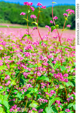 Red buckwheat flower [Nagano Prefecture] 58095069