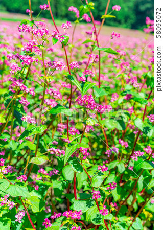 紅色蕎麥花[長野縣] 58095072