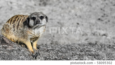 Funny Meerkat Manor sits in a clearing at the zoo 58095302