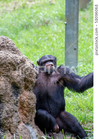 Chimpanzee licking hard honey 58096068