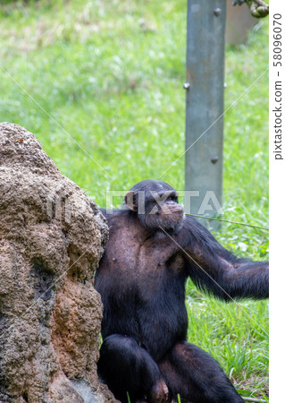 Chimpanzee licking hard honey 58096070