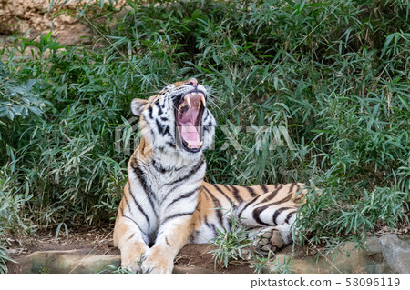 大打哈欠的老虎 大打哈欠的老虎 58096119